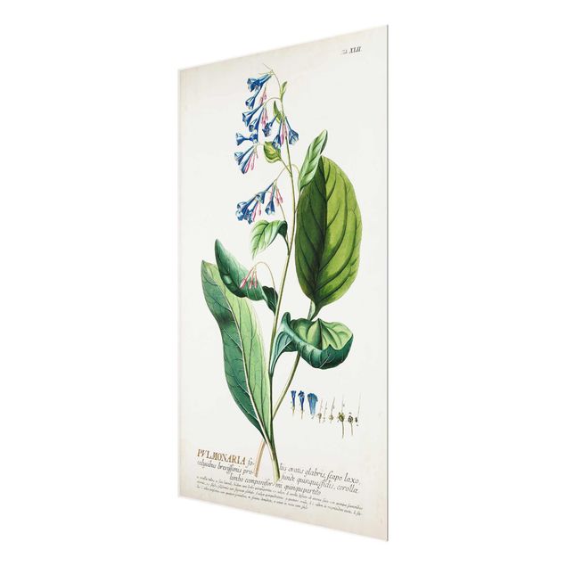 Prints Vintage Botanical Illustration Lungwort