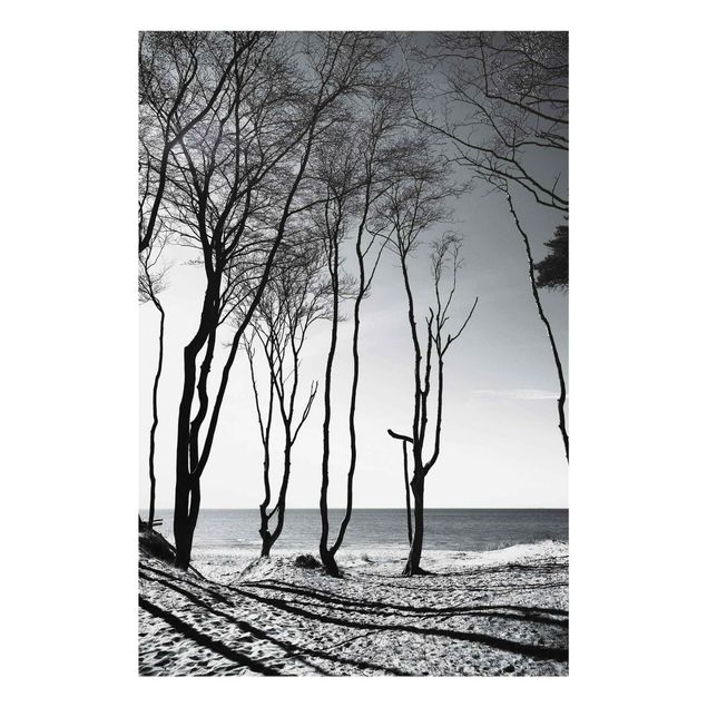 Sea prints Trees At the Baltic Sea