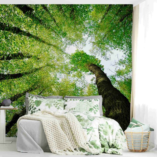 Rainforest wallpaper Trees Of Life