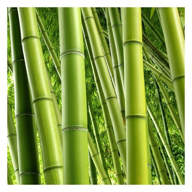 Adhesive wallpaper Bamboo Trees