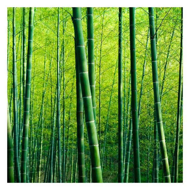 Self adhesive wallpapers Bamboo Forest