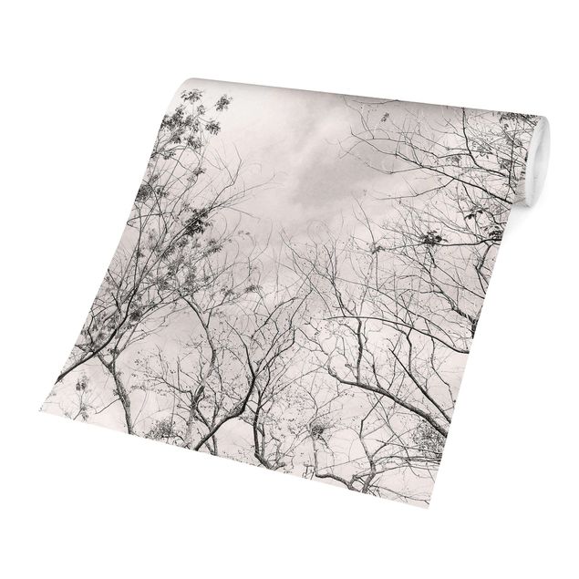 Wallpapers grey Treetops In The Sky In Warm Grey