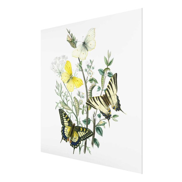 Prints British Butterflies III