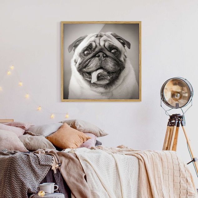 Dog canvas art Funny Pug