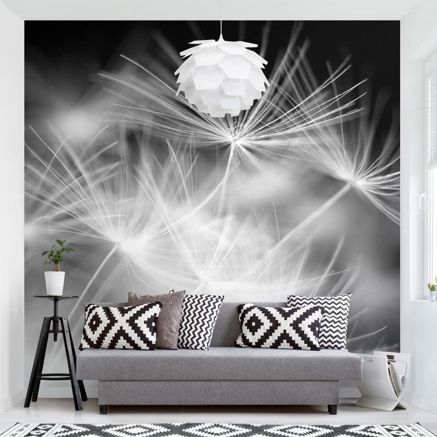 Black white wallpaper Moving Dandelions Close Up On Black Background