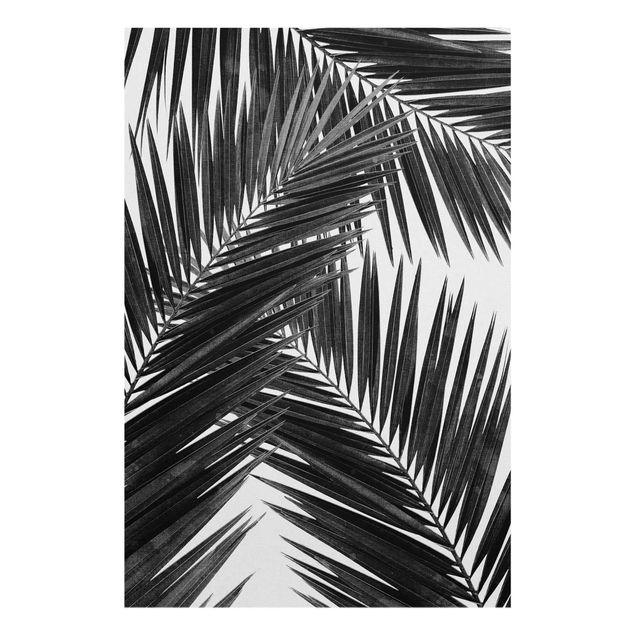 Art prints View Through Palm Leaves Black And White