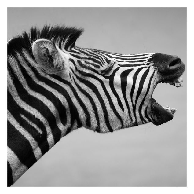 Self adhesive wallpapers Roaring Zebra ll