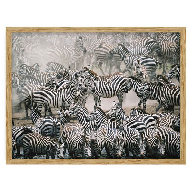 Abstract canvas wall art Zebra Herd