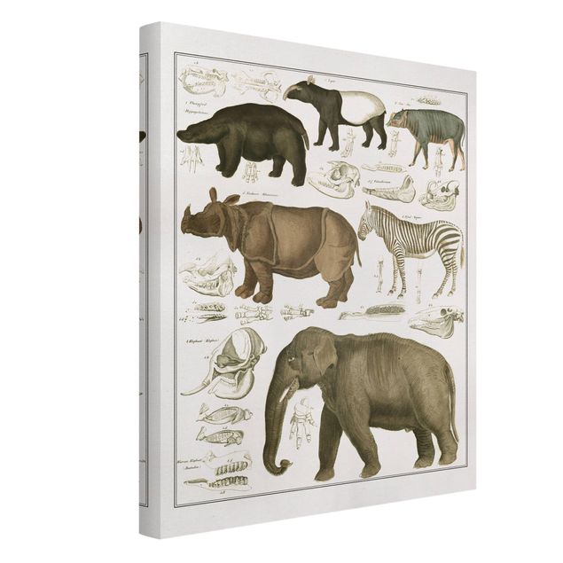 Prints elefant Vintage Board Elephant, Zebra And Rhino