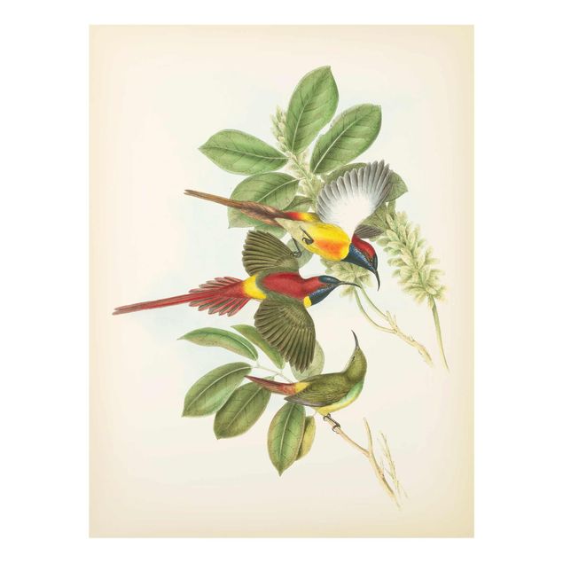 Green art prints Vintage Illustration Tropical Birds III