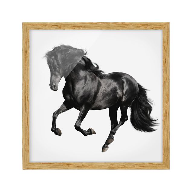 Framed prints black and white Arabian Stallion