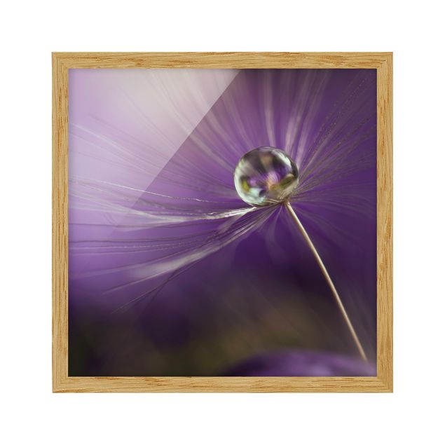 Flower pictures framed Dandelion In Violet