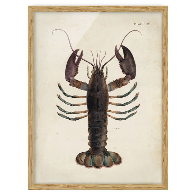 Retro wall art Vintage Illustration Lobster
