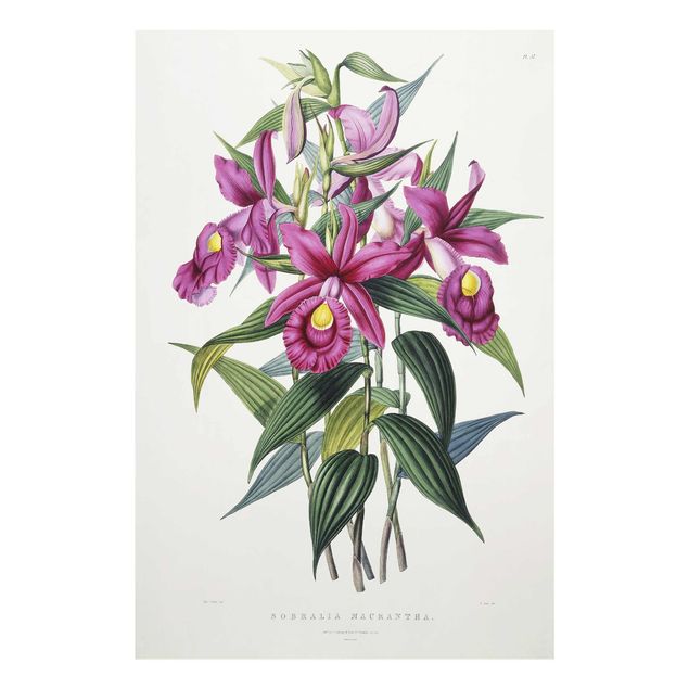 Glass prints flower Maxim Gauci - Orchid I