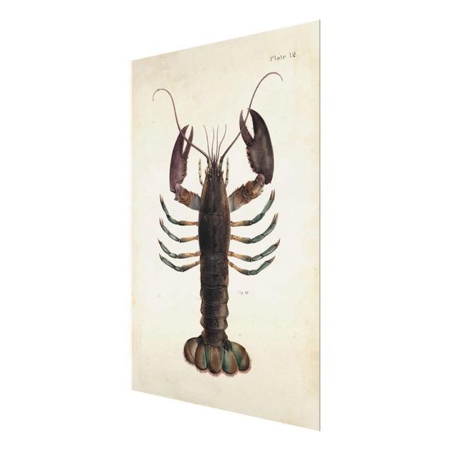Prints Vintage Illustration Lobster