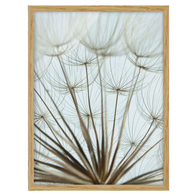 Flower pictures framed Beautiful dandelion macro shot