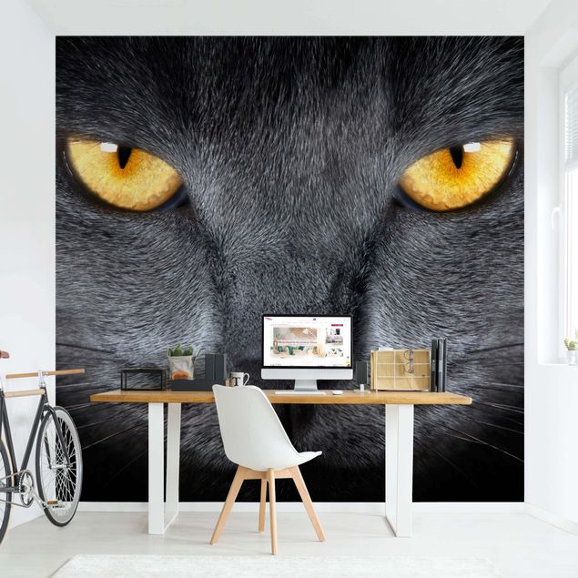 Wallpapers cat Cat's Gaze