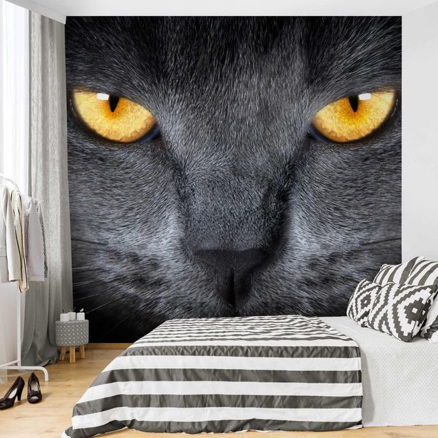 Wallpapers tiger Cat's Gaze