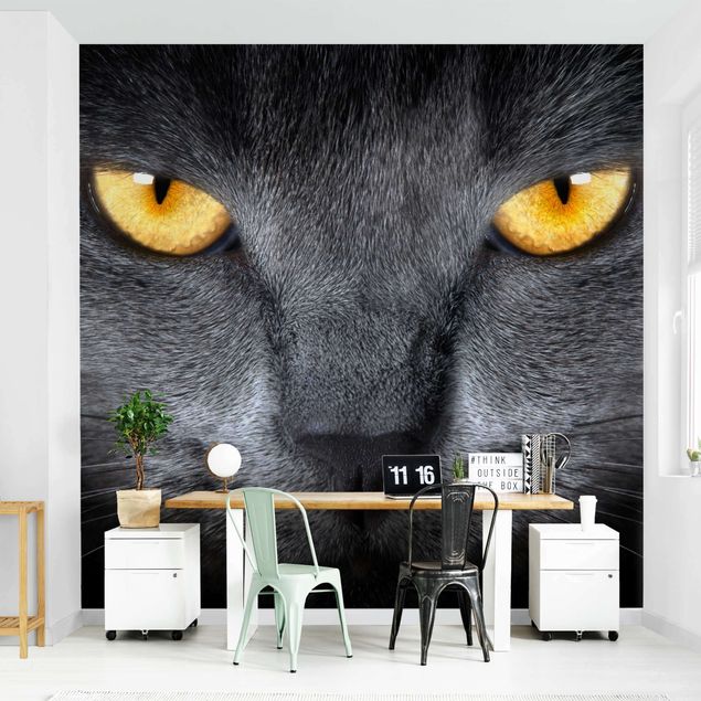 Wallpapers animals Cat's Gaze