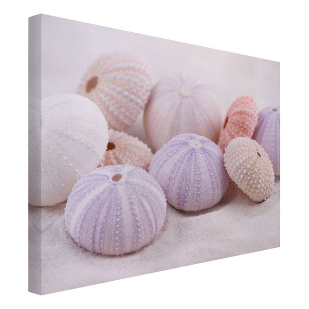 Prints animals Sea Urchin In Pastel