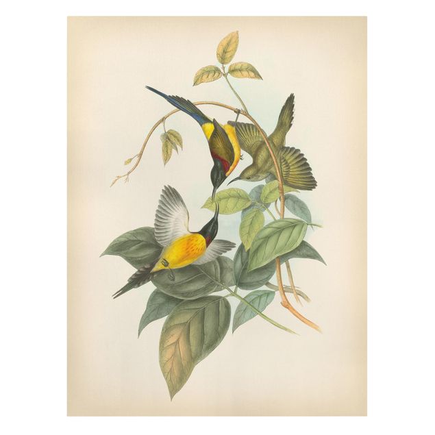 Floral canvas Vintage Illustration Tropical Birds IV
