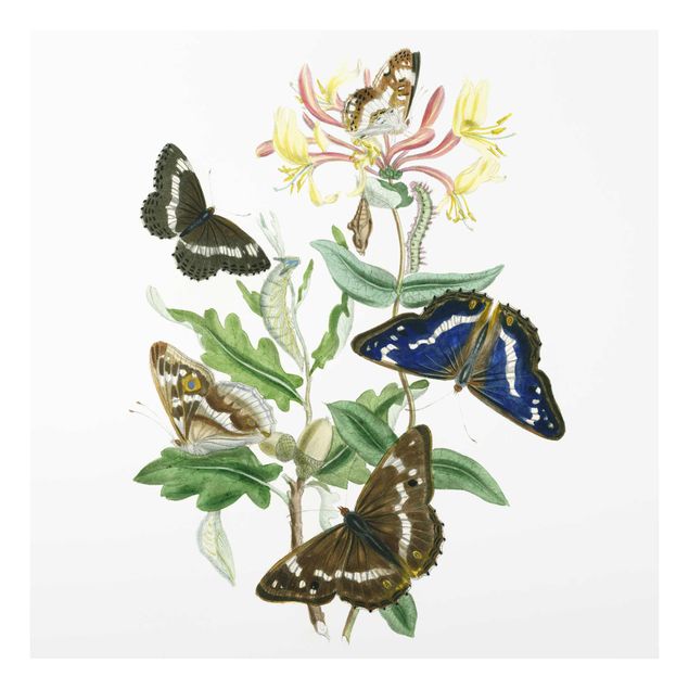 Floral prints British Butterflies IV