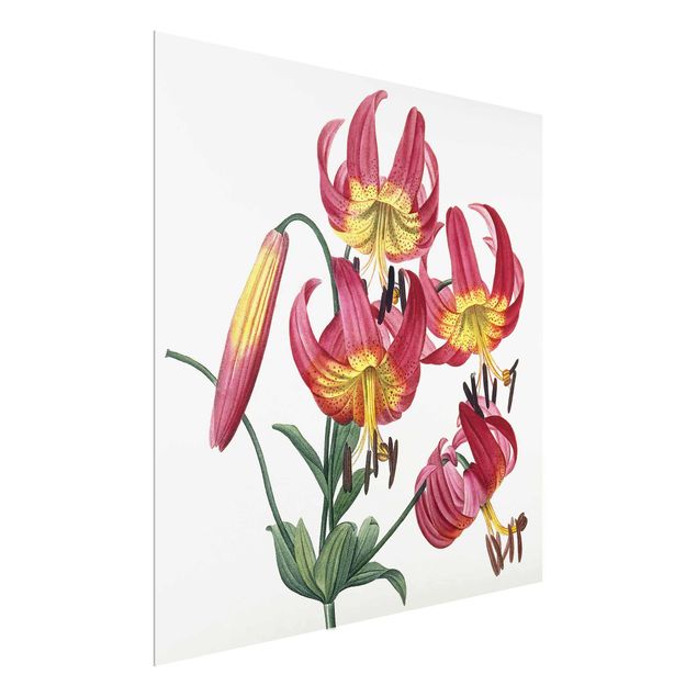 Glass prints flower Pierre Joseph Redoute - Lilium Superbum
