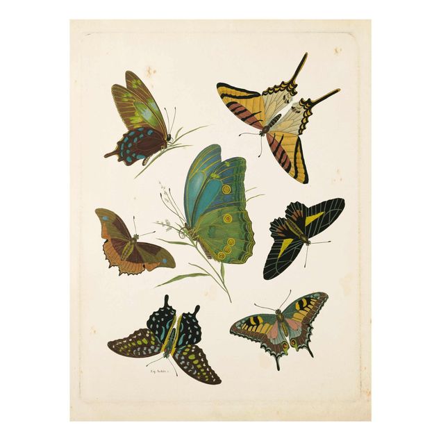 Animal canvas Vintage Illustration Exotic Butterflies