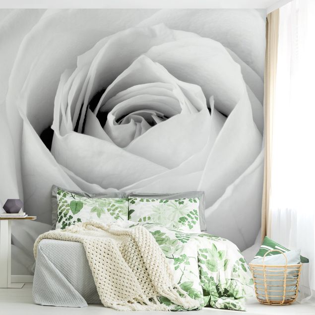 Rose flower wallpaper Close Up Rose