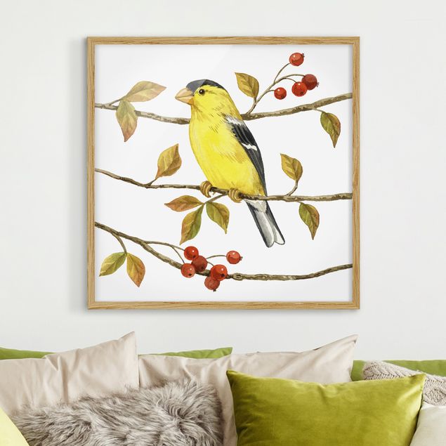 Prints vintage Birds And Berries - American Goldfinch