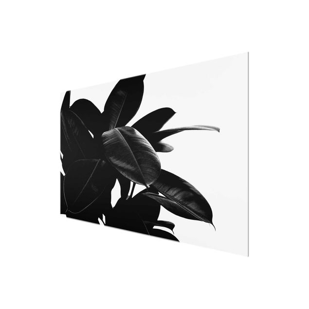Prints Rubber Tree Black And White