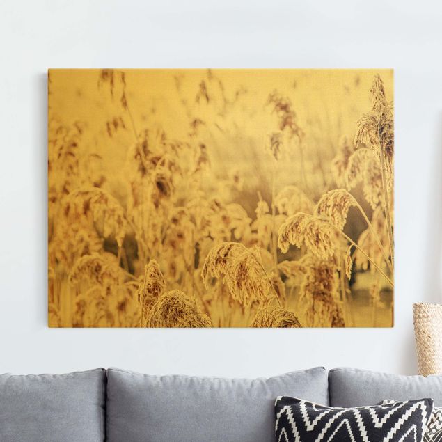 Canvas prints grasses An Ocean Of Sunlit Reed