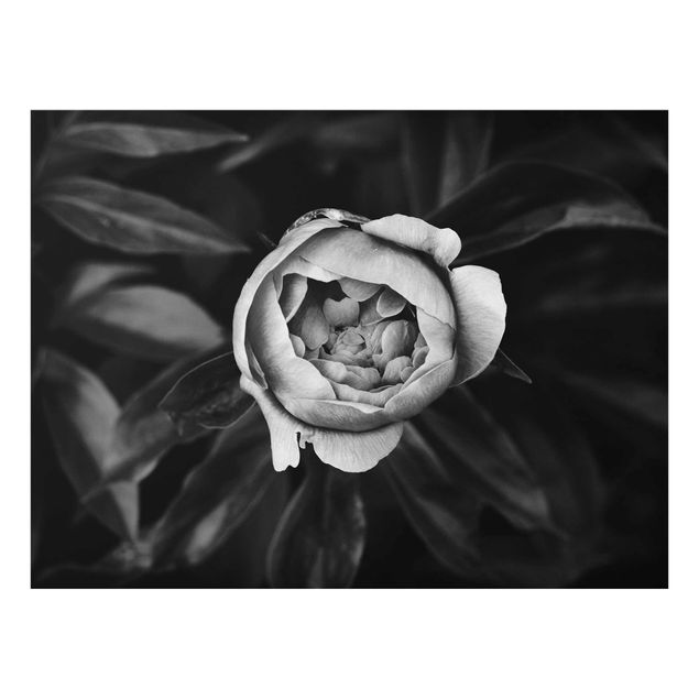 Glass prints black and white Peonies In Front Of Leaves Black And White