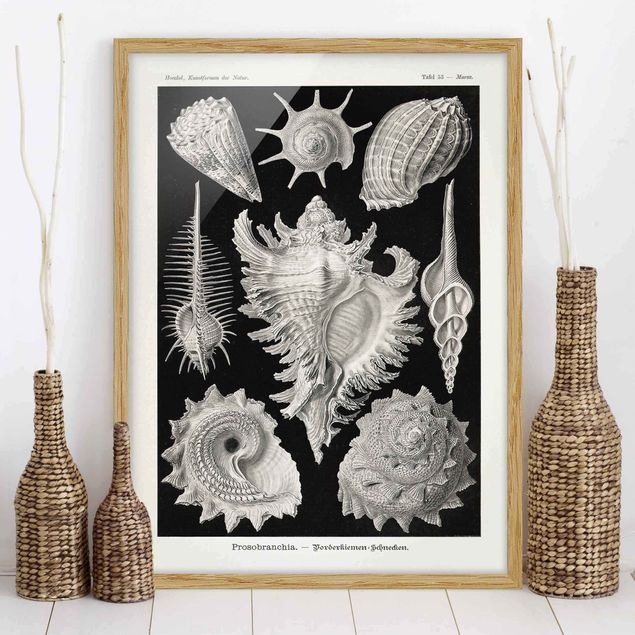 Framed beach prints Vintage Board Mussels I