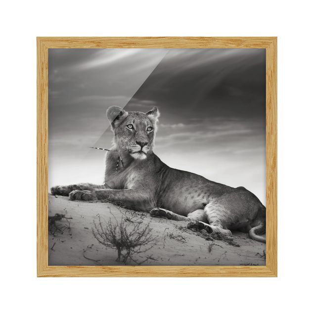 Black and white framed photos Resting Lion