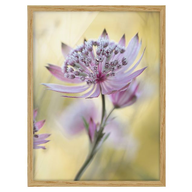 Flower pictures framed Astrantia Major