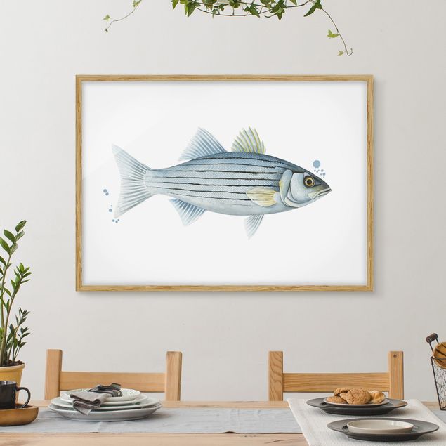 Prints fishes Color Catch - White Perch