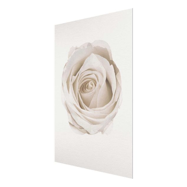 Floral prints WaterColours - Pretty White Rose