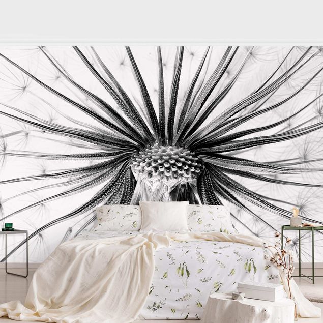 Black white wallpaper Dandelion Close-up Black And White