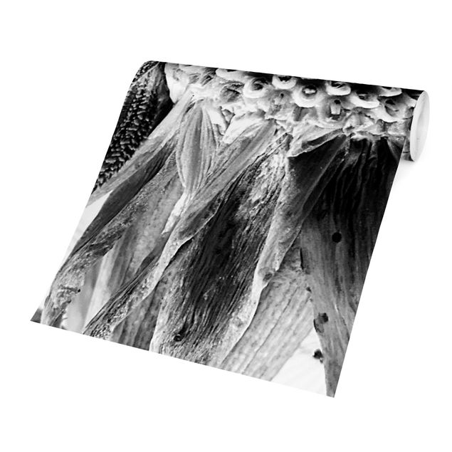 Contemporary wallpaper Dandelion Close-up Black And White