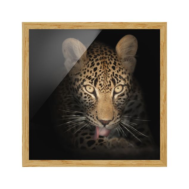Black and white framed pictures Resting Leopard