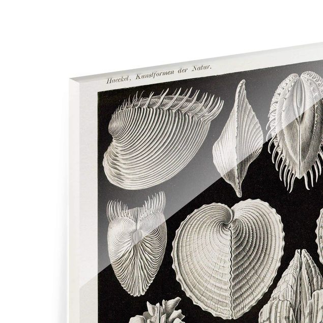 Glass prints beach Vintage Board Shells II