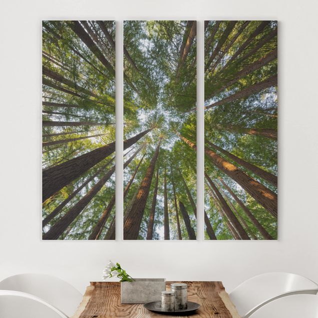 Landscape canvas prints Sequoia Tree Tops