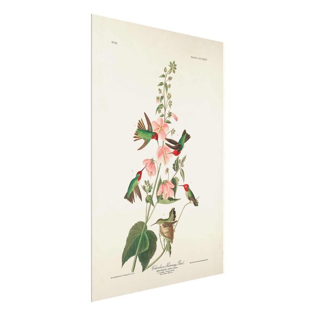 Floral prints Vintage Board Colombian Hummingbird