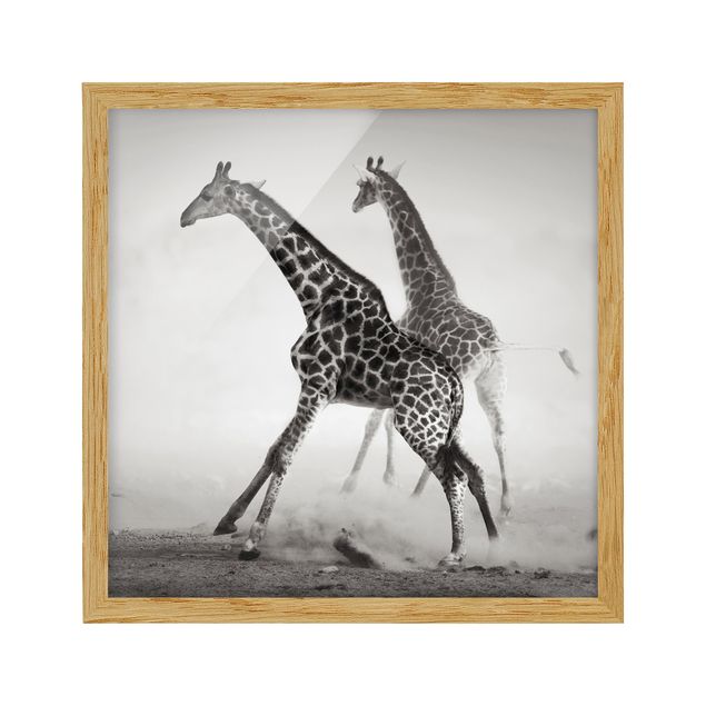 Contemporary art prints Giraffe Hunt