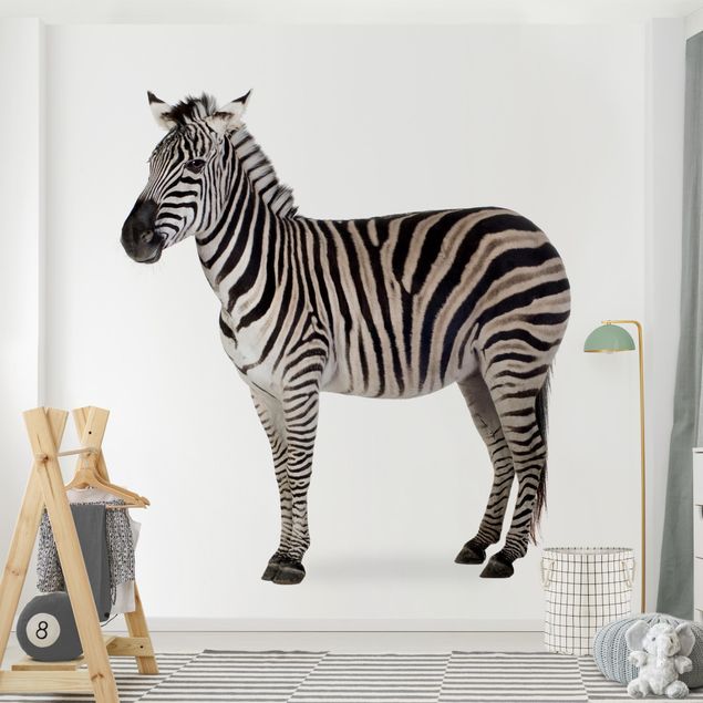 Wallpapers zebra Big Zebra
