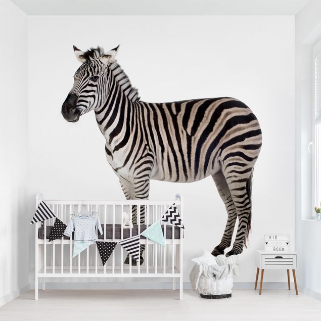 Wallpapers animals Big Zebra