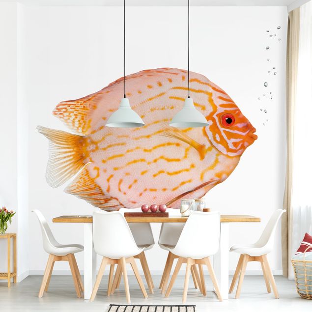 Kitchen Discus fish