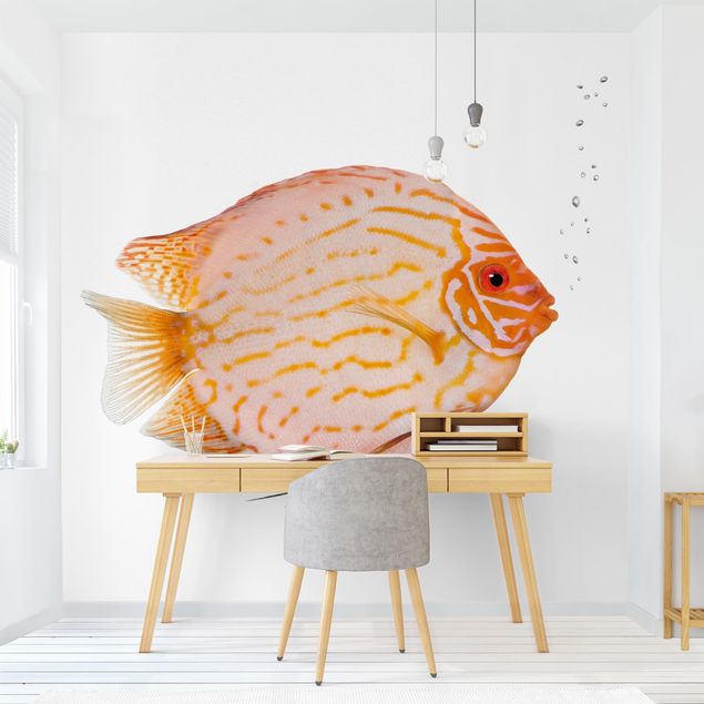 Wallpapers fishes Discus fish