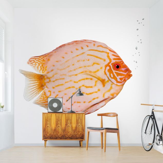 Wallpapers animals Discus fish